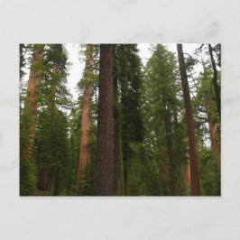 Postal Bosque Mariposa en el Parque Nacional Yosemite