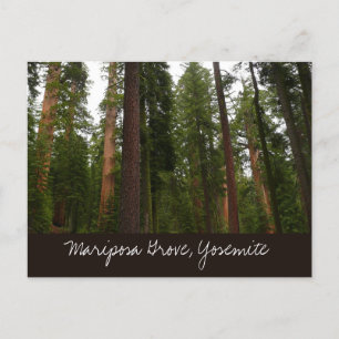 Postal Bosque Mariposa en el Parque Nacional Yosemite