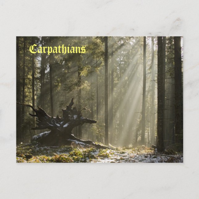 Postal Bosque místico (Anverso)