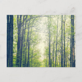 Postal Bosque místico