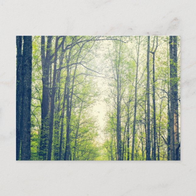 Postal Bosque místico (Anverso)