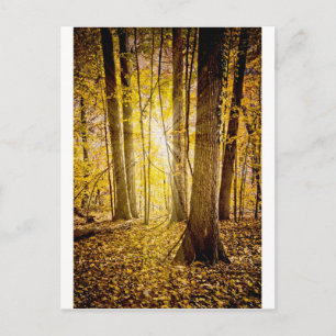 Postal Bosque místico