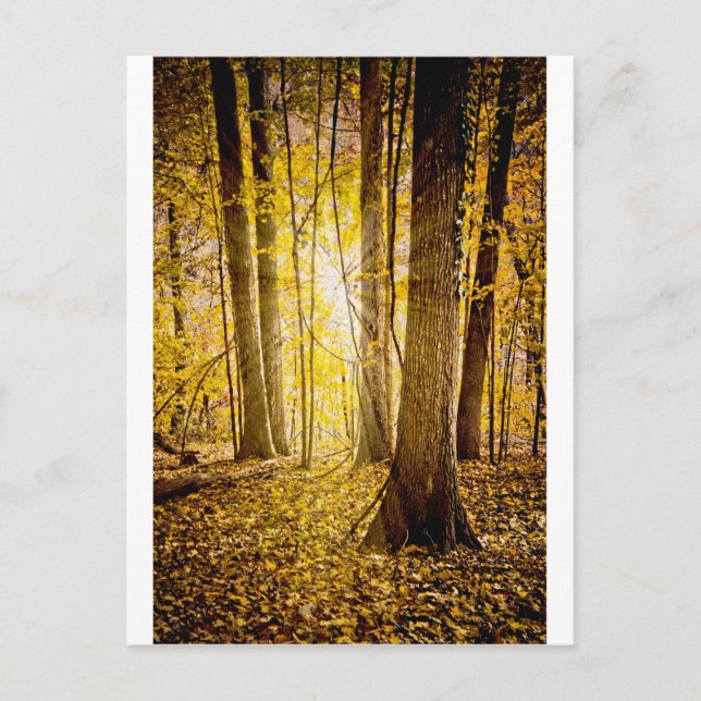 Postal Bosque místico (Anverso)