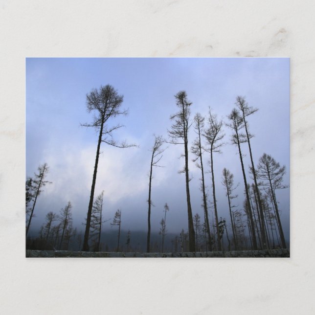 Postal Bosque muerto (Anverso)