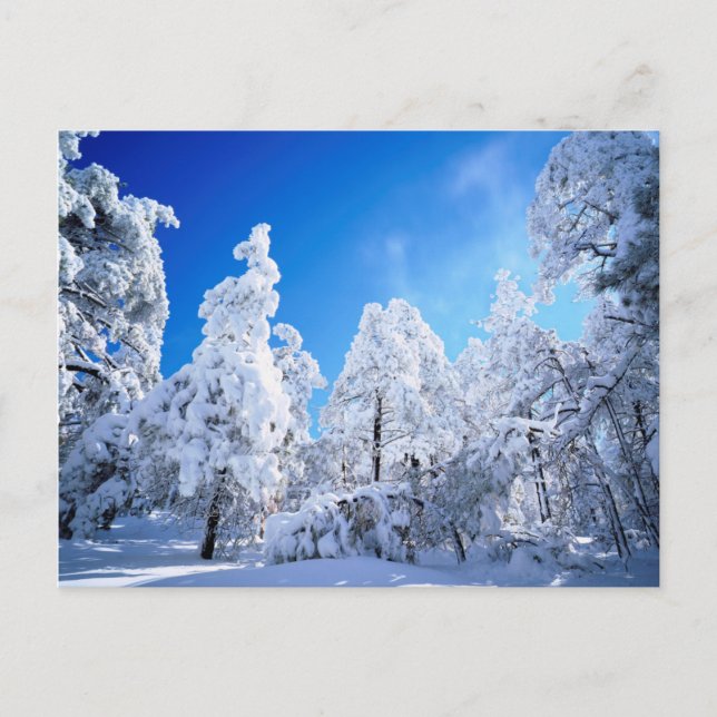 Postal Bosque nacional de Cleveland (Anverso)