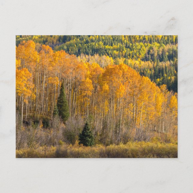 Postal Bosque nacional de Gunnison (Anverso)