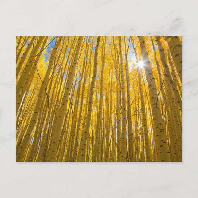 Postal Bosque nacional del río Blanco (Anverso)