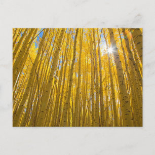 Postal Bosque nacional del río Blanco