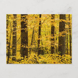 Postal Bosque nacional Fall Pisgah
