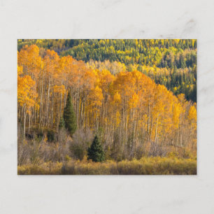 Postal Bosque Nacional Gunnison