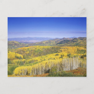 Postal Bosque Nacional Routt en color Otoño, cerca