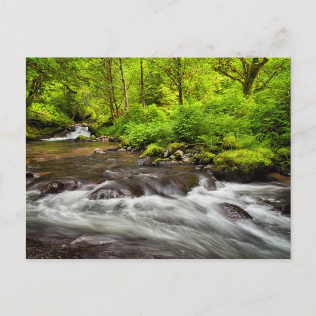 Postal Bosque Nacional Siuslaw, Creek dulce, Oregón (Anverso)