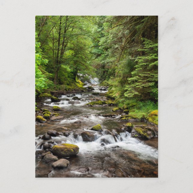 Postal Bosque Nacional Siuslaw | Sweet Creek (Anverso)