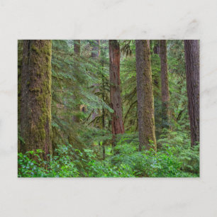 Postal Bosque nacional Willamette   Oregón