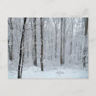 Postal Bosque nevado de álamos blancos
