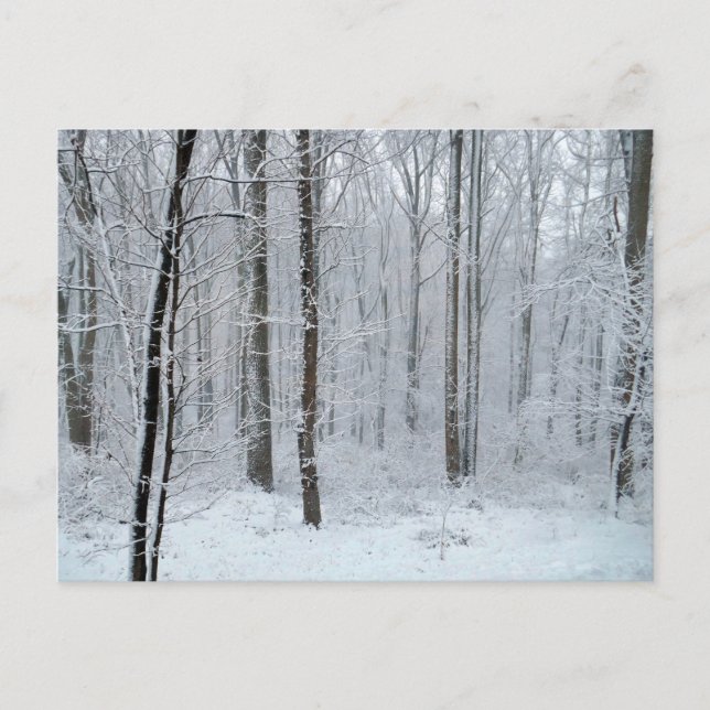 Postal Bosque nevado de álamos blancos (Anverso)