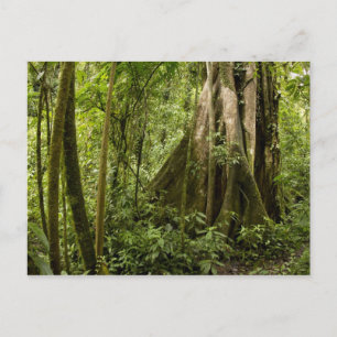Postal Bosque nuboso, Bosque de Paz, Costa Rica