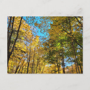 Postal Bosque otoñal vibrante con árboles