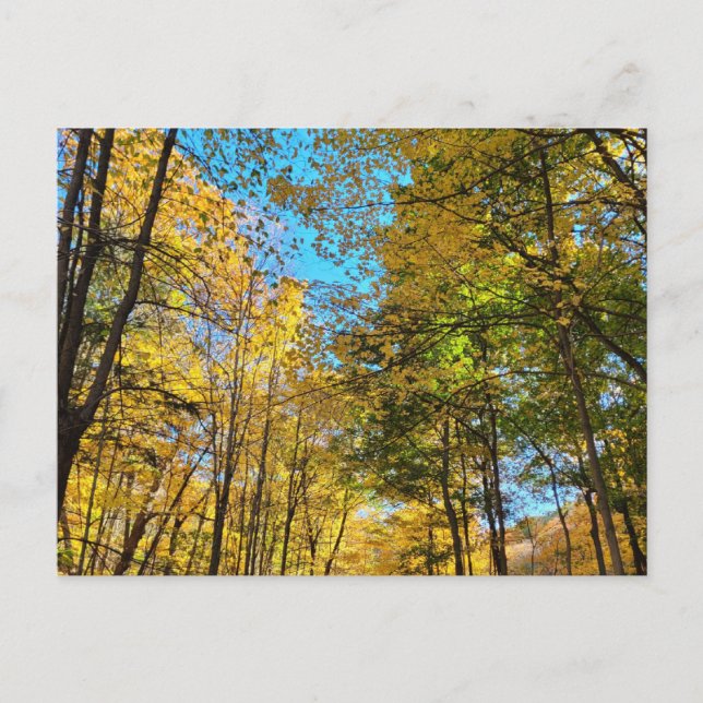 Postal Bosque otoñal vibrante con árboles (Anverso)
