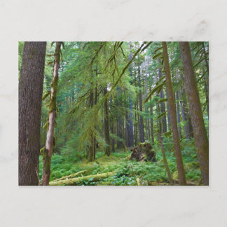 Postal Bosque Primario
