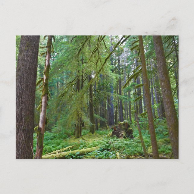 Postal Bosque Primario (Anverso)