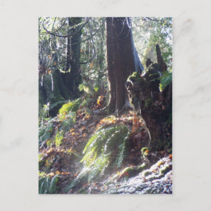 Postal bosque "troll" en la nieve #2