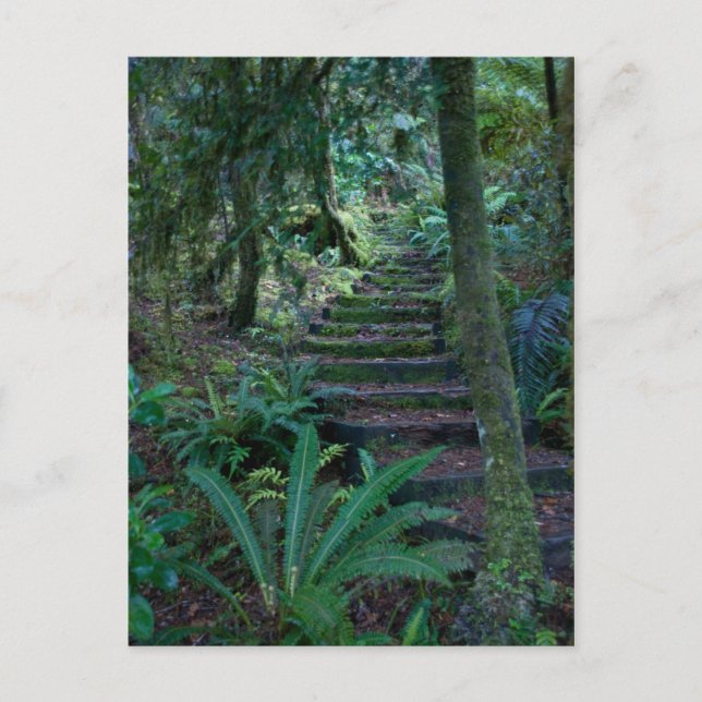 Postal Bosque tropical (Anverso)