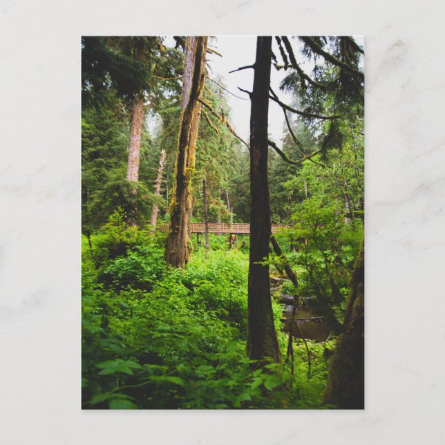 Postal Bosque tropical de Alaska (Anverso)