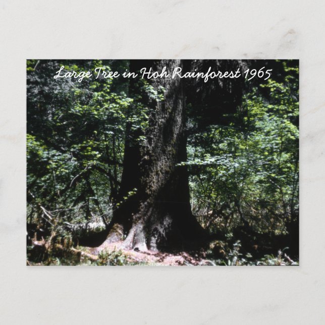 Postal Bosque tropical Hoh 1965 (Anverso)