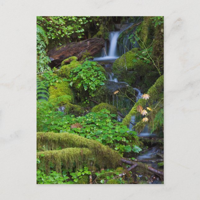 Postal Bosque tropical otoñal | Parque nacional olímpico (Anverso)