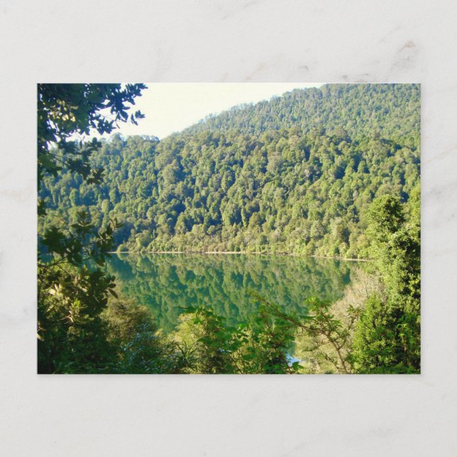 Postal Bosque Valdiviano Temperate, Chile (Anverso)