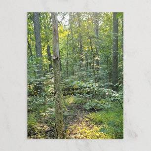 Postal Bosque veraniego del Metropark de Oakwoods