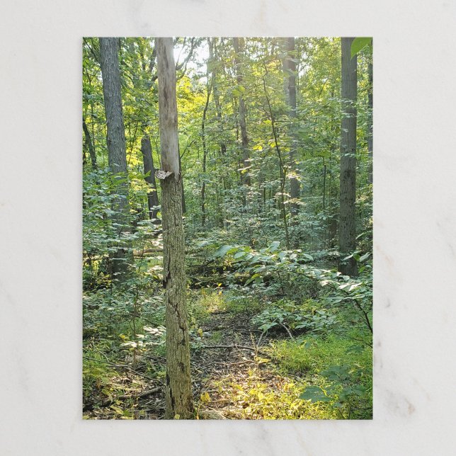 Postal Bosque veraniego del Metropark de Oakwoods (Subido por el creador)