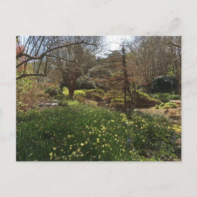 Postal Bosque verde con flores amarillas (Anverso)