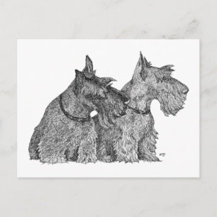 Postal Bosquejo de curiosos terriers escoceses con pluma