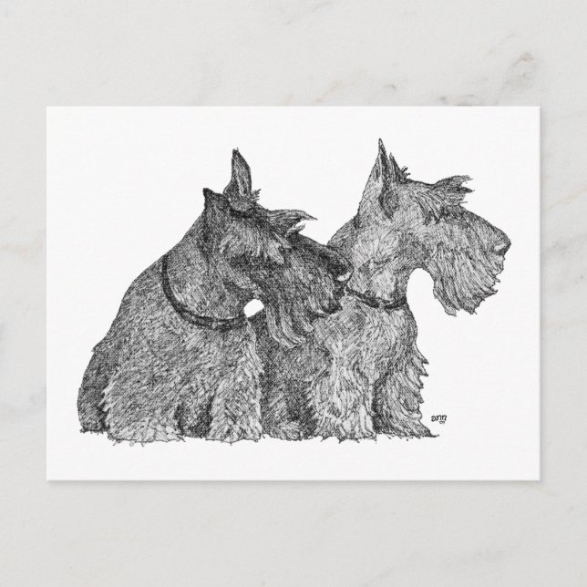 Postal Bosquejo de curiosos terriers escoceses con pluma  (Anverso)