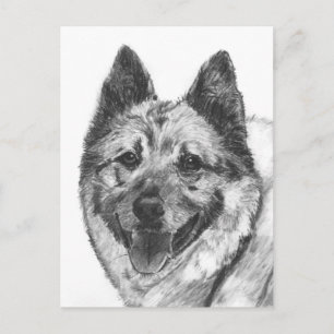 Postal Bosquejo de Elkhound del noruego