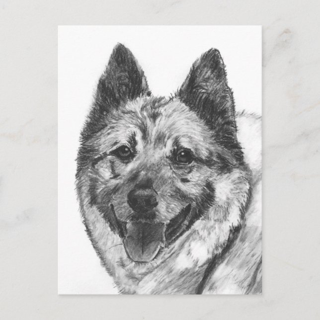 Postal Bosquejo de Elkhound del noruego (Anverso)