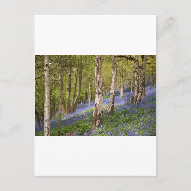 Postal Bosques (Anverso)