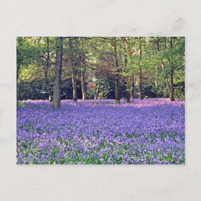 Postal Bosques Bluebell, flores de Inglaterra (Anverso)