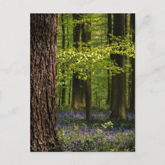 Postal Bosques | Bluebells en Bélgica (Anverso)
