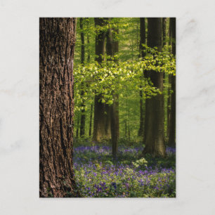 Postal Bosques   Bluebells en Bélgica
