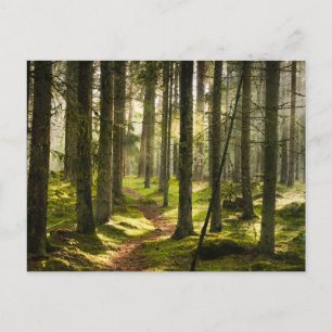 Postal Bosques   Bosque Boreal Suecia
