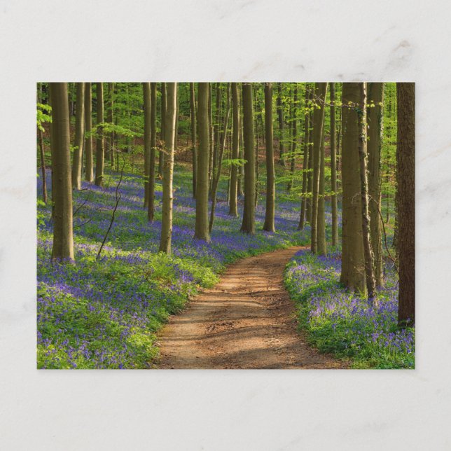 Postal Bosques | Bosque de Bluebell en Bélgica (Anverso)