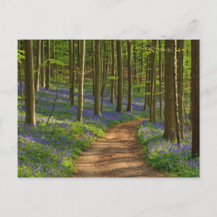 Postal Bosques   Bosque de Bluebell en Bélgica