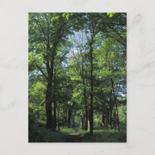 Postal Bosques. Bute Park, Cardiff