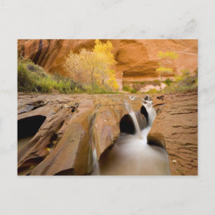 Postal Bosques de algodón en otoño, Coyote Gulch, Glen