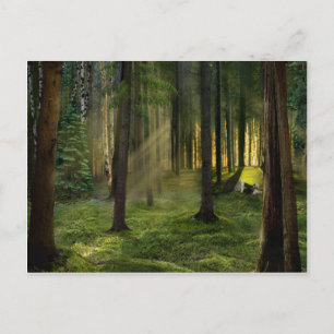 Postal Bosques de Amanecer