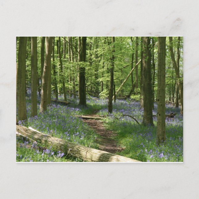 Postal Bosques de Bluebell (Anverso)