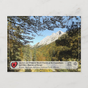 Postal Bosques de hayas antiguos y primarios - Rrajca